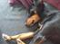 Blanding af racer Abbi portugisisk gadehund