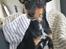 Blanding af racer Abbi portugisisk gadehund