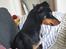 Blanding af racer Abbi portugisisk gadehund