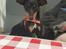 Blanding af racer Abbi portugisisk gadehund