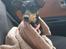 Blanding af racer Abbi portugisisk gadehund
