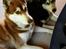 Siberian husky Sam