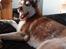 Siberian husky Sam