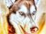 Siberian husky Sam