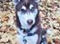 Siberian husky Sam