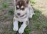 Siberian husky Sam