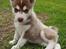 Siberian husky Sam