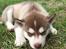 Siberian husky Sam