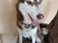 Siberian husky Sam