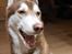 Siberian husky Sam