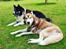Siberian husky Sam