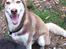 Siberian husky Sam
