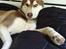 Siberian husky Sam