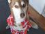 Siberian husky Sam