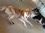 Siberian husky Sam