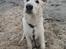 Hvid Schweizisk Hyrdehund Egeborgs amasing peppe (Herman) 