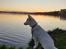 Hvid Schweizisk Hyrdehund Egeborgs amasing peppe (Herman) 