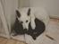 Hvid Schweizisk Hyrdehund Egeborgs amasing peppe (Herman) 