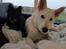 Hvid Schweizisk Hyrdehund Egeborgs amasing peppe (Herman) 
