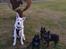Hvid Schweizisk Hyrdehund Egeborgs amasing peppe (Herman) 