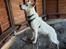 Hvid Schweizisk Hyrdehund Egeborgs amasing peppe (Herman) 