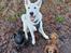 Hvid Schweizisk Hyrdehund Egeborgs amasing peppe (Herman) 