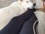 Hvid Schweizisk Hyrdehund Egeborgs amasing peppe (Herman) 