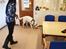 Hvid Schweizisk Hyrdehund Egeborgs amasing peppe (Herman) 