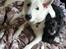 Hvid Schweizisk Hyrdehund Egeborgs amasing peppe (Herman) 