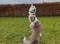 Hvid Schweizisk Hyrdehund Egeborgs amasing peppe (Herman) 