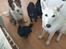 Hvid Schweizisk Hyrdehund Egeborgs amasing peppe (Herman) 