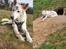 Hvid Schweizisk Hyrdehund Egeborgs amasing peppe (Herman) 