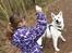 Hvid Schweizisk Hyrdehund Egeborgs amasing peppe (Herman) 