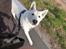 Hvid Schweizisk Hyrdehund Egeborgs amasing peppe (Herman) 