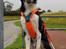 Border collie Lanstället's Chappy