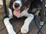 Border collie Lanstället's Chappy