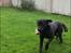 Labrador retriever Topper - Apportere død rotte