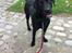 Labrador retriever Topper