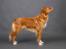 Nova scotia duck tolling retriever Aquafox Sebrings Fangio Chicane"Casey"