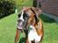Boxer Argos