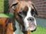 Boxer Argos