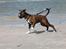 Boxer Argos