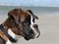 Boxer Argos