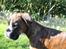 Boxer Argos
