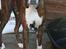 Boxer Argos