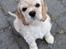 Amerikansk cocker spaniel Viggo Pedersen 