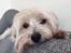 Blanding af racer (Malteser/Yorkshire terrier)