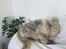 Blanding af racer (Malteser/Yorkshire terrier)
