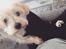 Blanding af racer (Malteser/Yorkshire terrier)