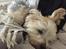 Blanding af racer (Malteser/Yorkshire terrier)